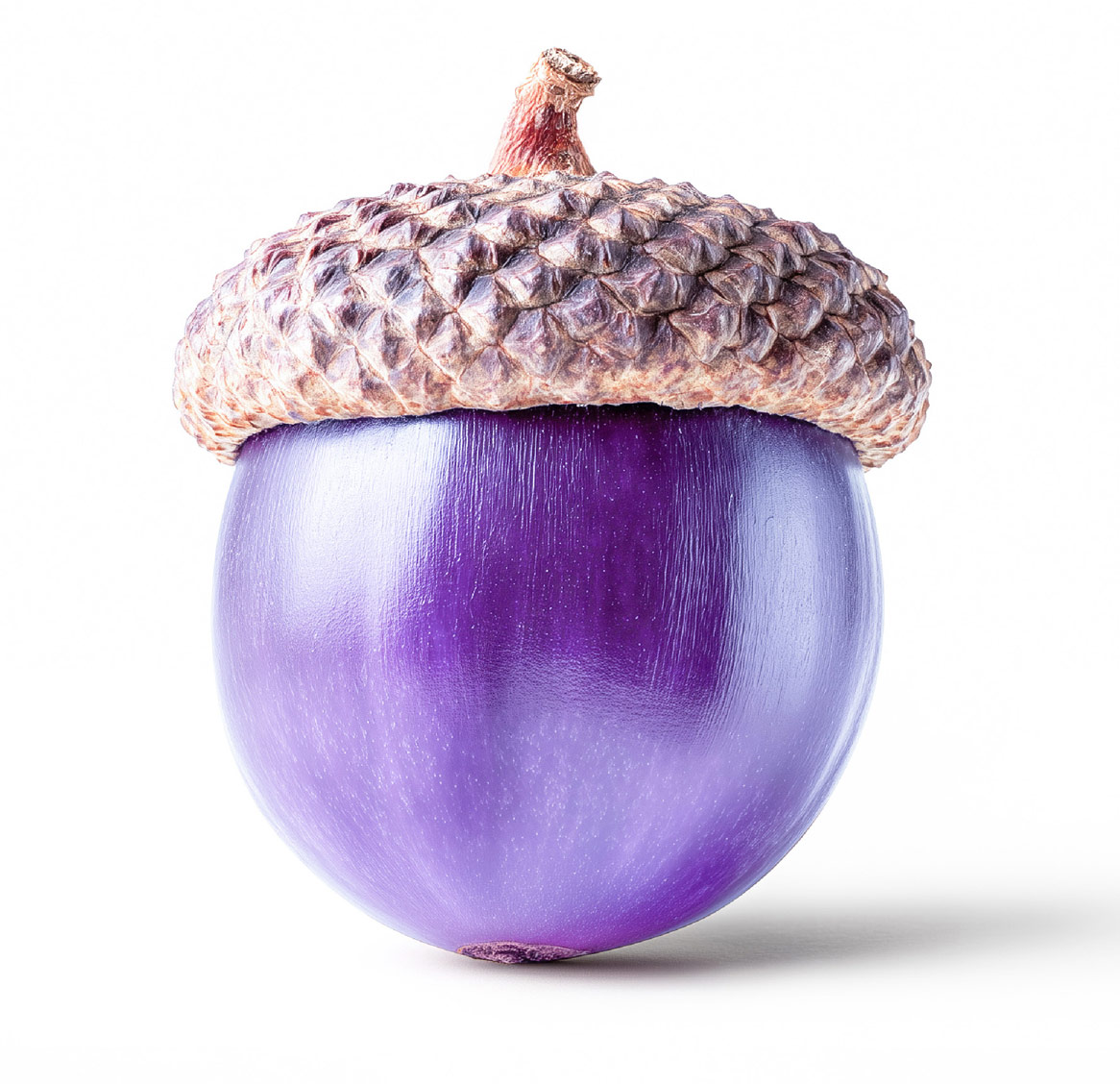 Illustration representing Nexova services